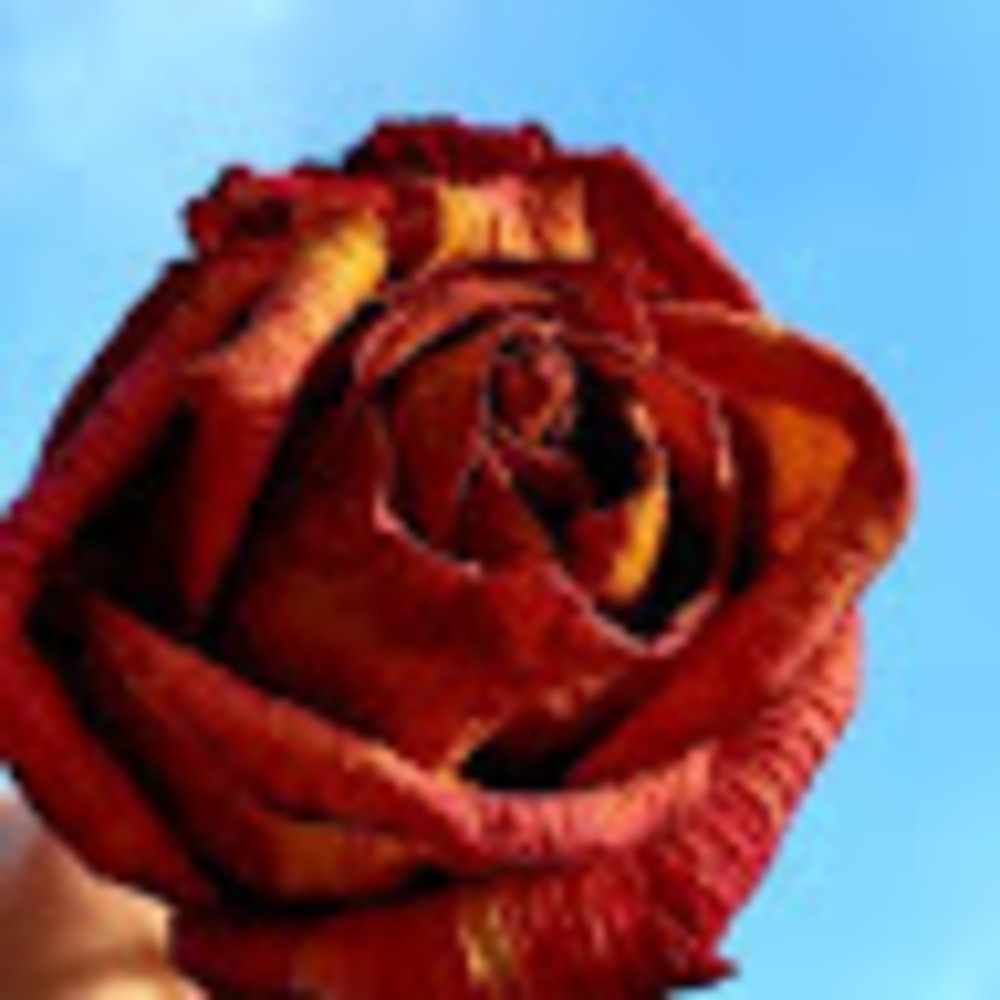 Meet your Posher, Tuesday